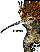 Bird Pads