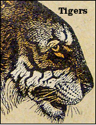 Tiger Pads